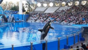 The Orca Encounter at SeaWorld Orlando – Endless Summer Florida