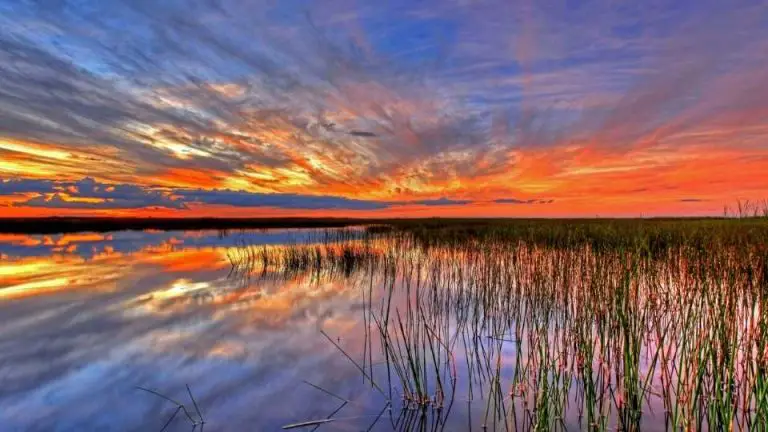 Natural Beauty in Florida: A Guide to National Parks in the Sunshine State