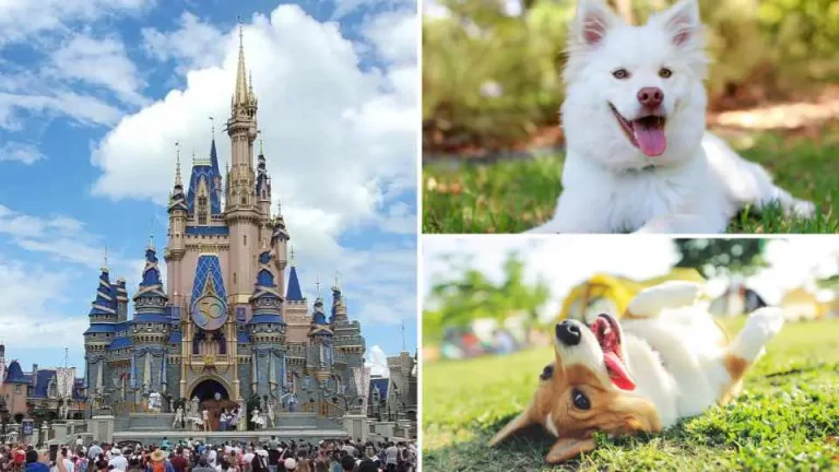 Pet Friendly On-Site Hotels at Walt Disney World