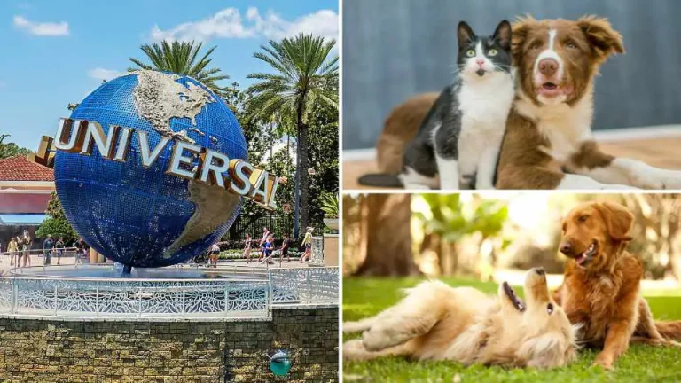 Pet Friendly On-Site Hotels at Universal Orlando