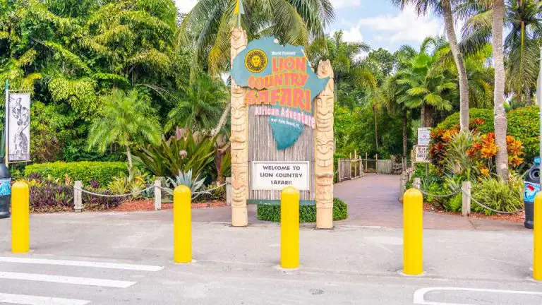 Lion Country Safari Florida: A Thrilling Wildlife Adventure